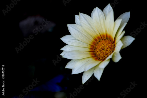vistosas flores blancas de una gazania photo