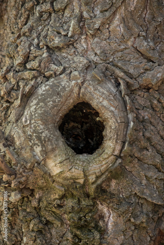 hueco en el tronco de un árbol