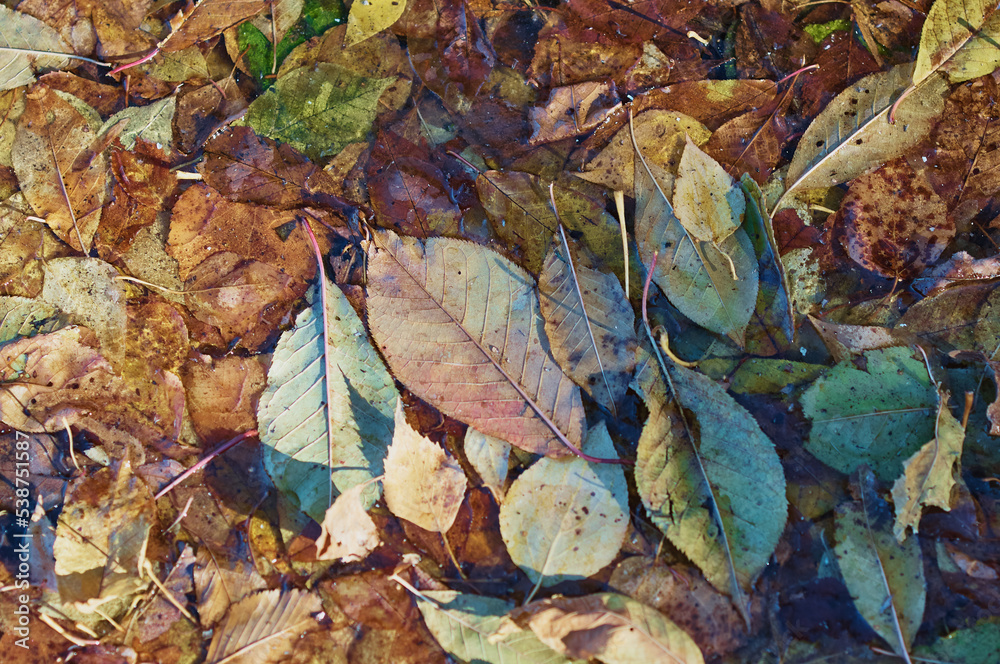 Autumn background of fallen leaves in a puddle. Orange, yellow and green autumn foliage shades. Autumn background of fallen leaves in a puddle. Orange, yellow and green autumn foliage shades.