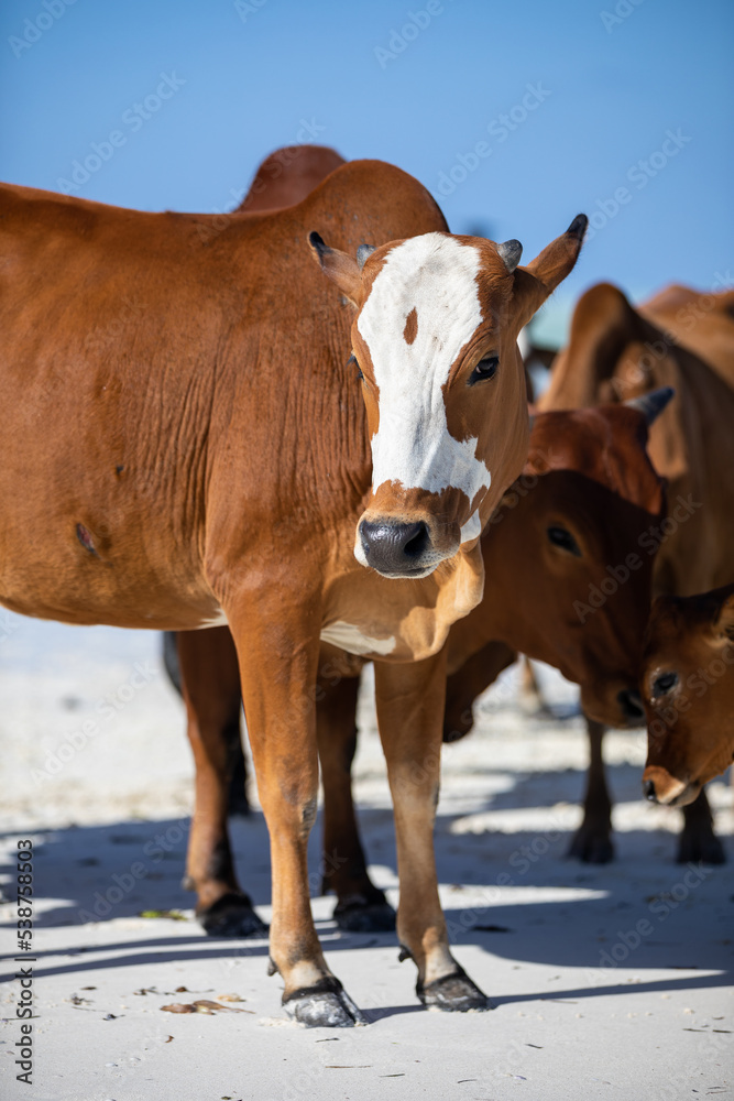 cows play on the beach near the water