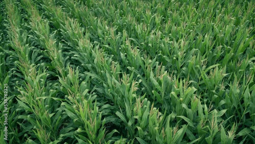 Flying Slowly Over Corn Field In The Breeze