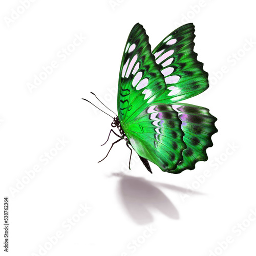 Canvas Print Beautiful green butterfly
