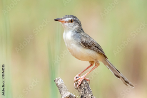 The Plain Prinia on field in nature