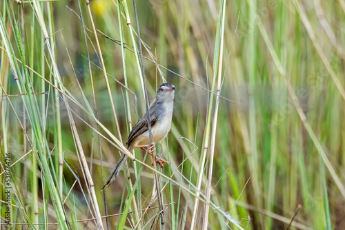 The Plain Prinia on field in nature