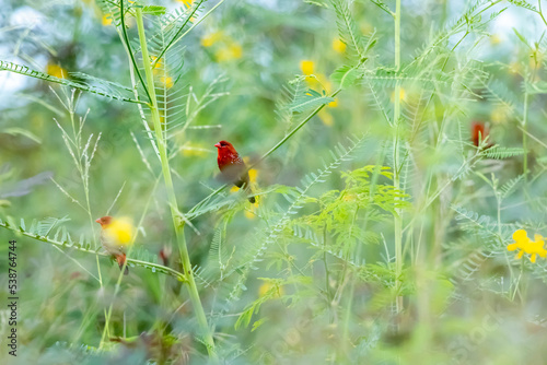 The red avadavat on field in nature