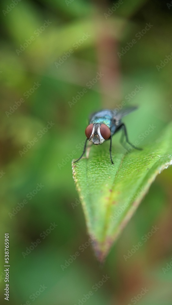 Fototapeta premium bug on a leaf