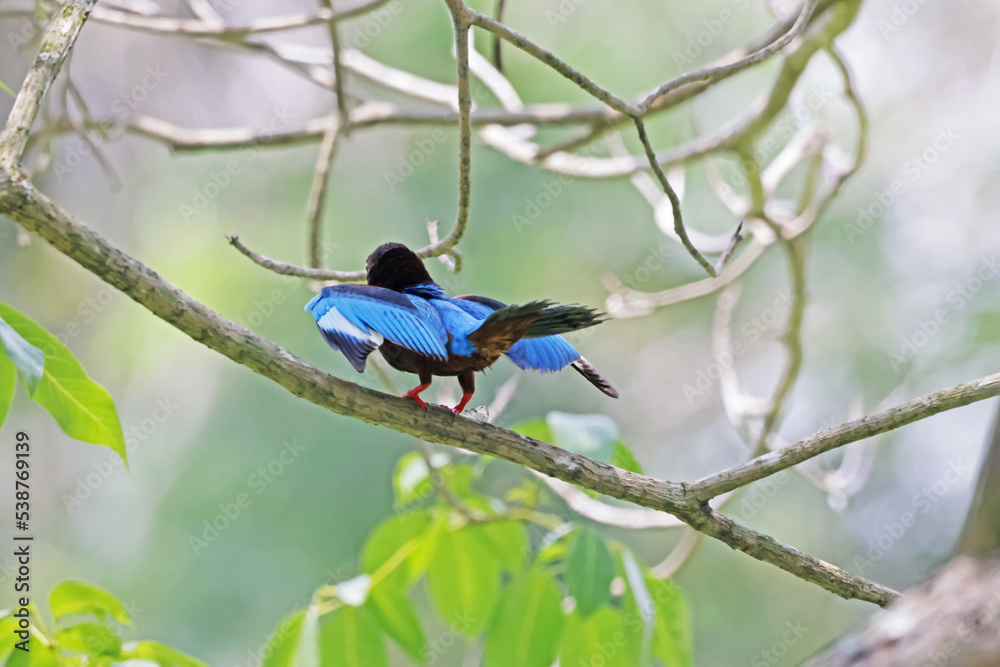 A kingfisher on a branch in nature