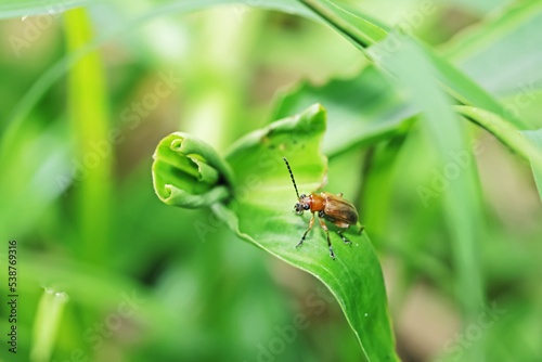 a ladybug on a green leaf