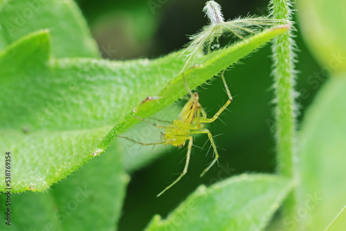 A link spider on leaf © Sarin