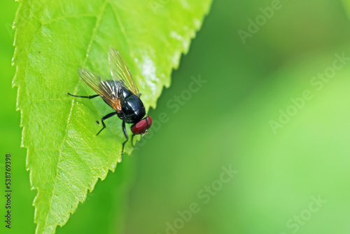 fly on leaf © Sarin