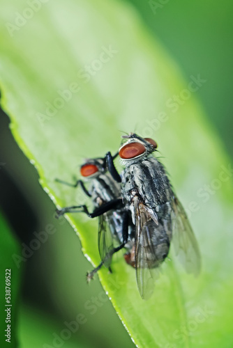 fly mating on leaf