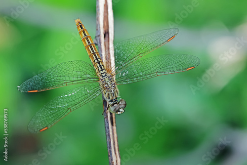 A dragonfly on a branch