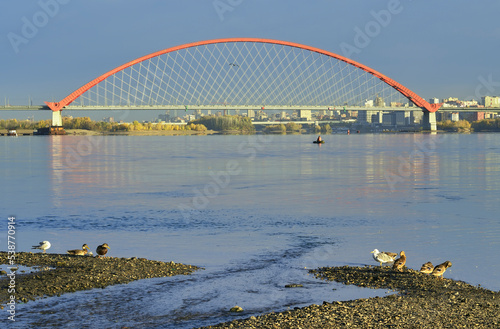 Birds at the Bugrinsky Bridge photo