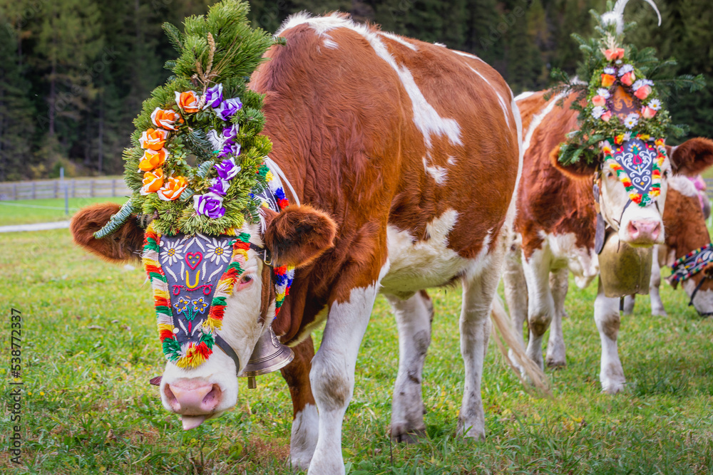 Ornate Cow parade called Almabtrieb in Zillertal, Austrian alps