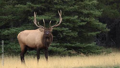Wallpaper Mural Bull Elk Bugling During the Rut Video Clip  Torontodigital.ca