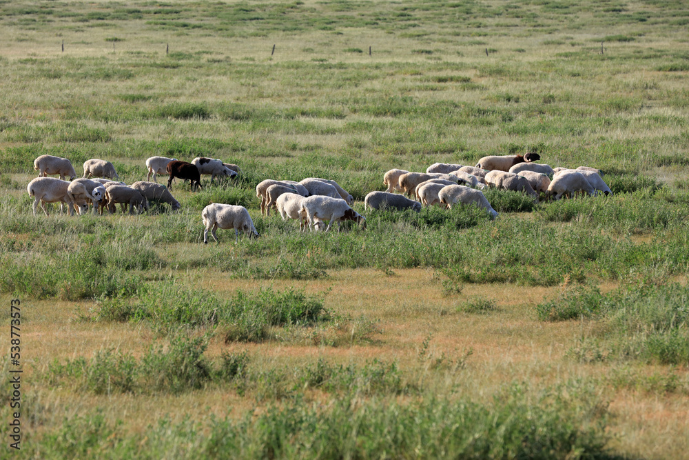 A flock of sheep are eating grass on the grassland A flock of sheep are eating grass on the grassland