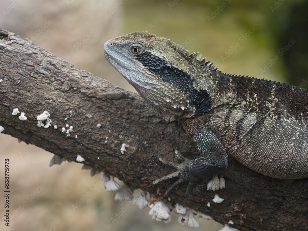 An eastern water dragon (Intellagama lesueurii) in side view climbing a tree branch with eye showing An eastern water dragon (Intellagama lesueurii) in side view climbing a tree branch with eye showing
