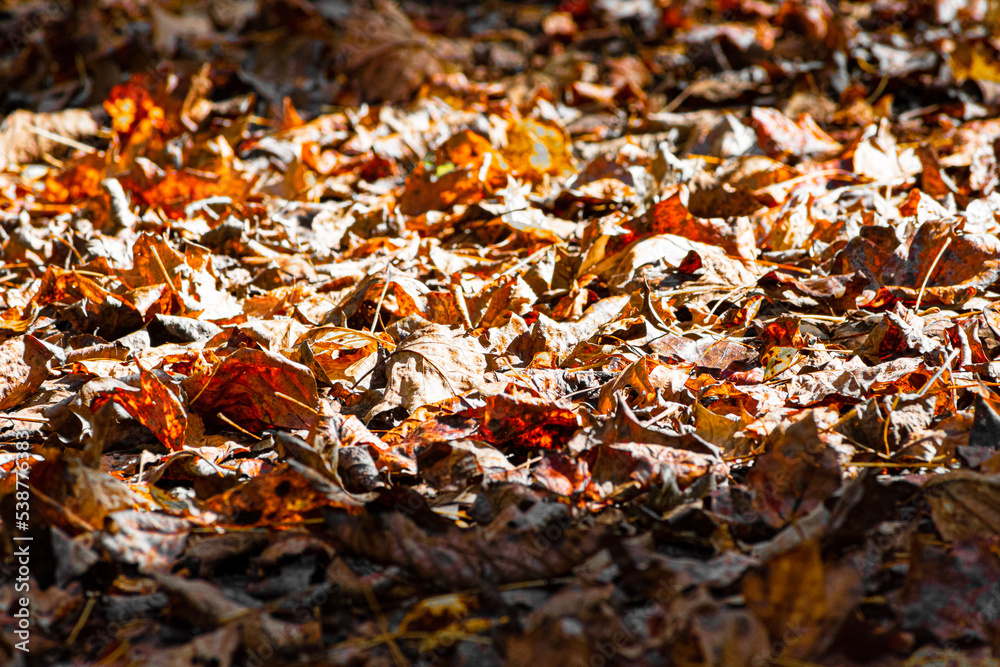 autumn leaves background