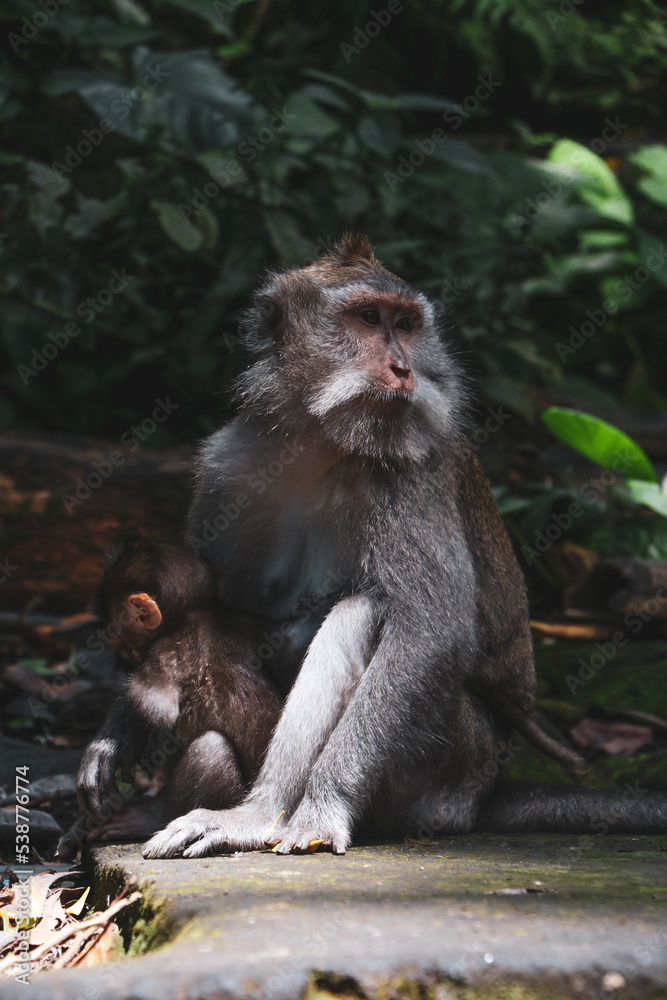 Fototapeta premium Madre