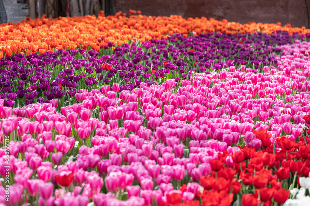 Tulip flowers fresh spring in tulip field. Tulip flowers fresh spring in tulip field.