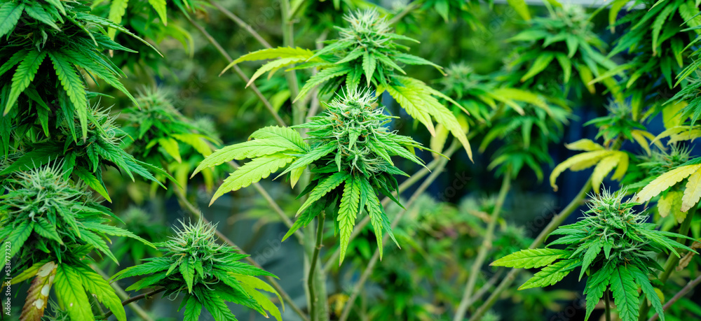 closeup nature view of marijuana cannabis leaf background