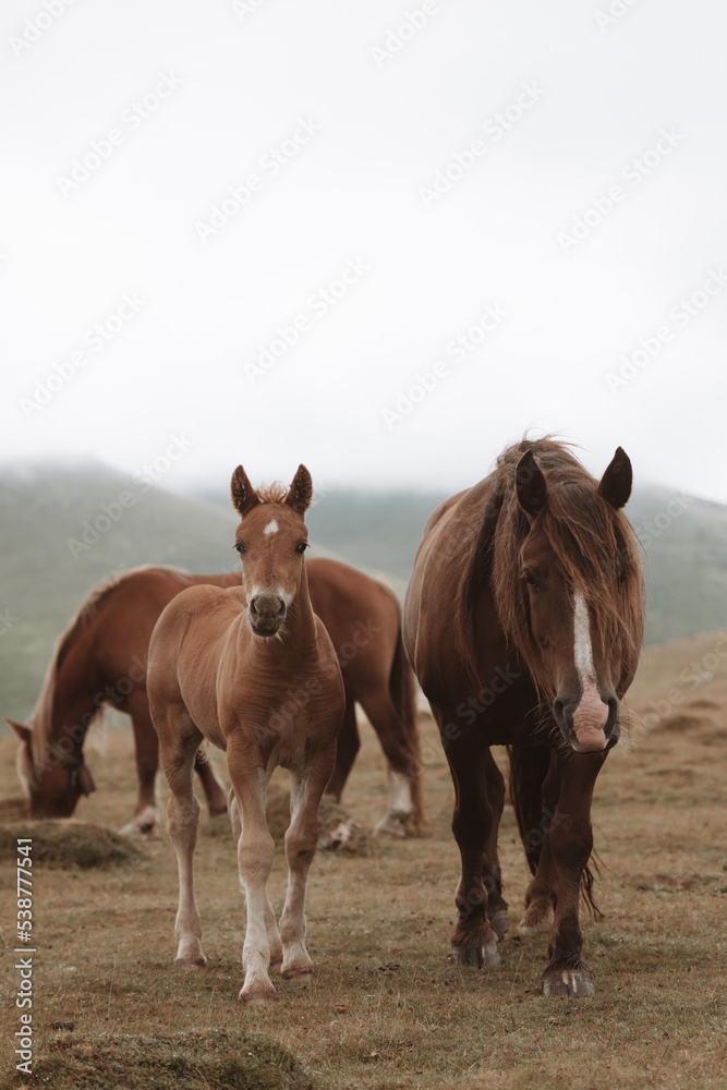 Horses in France