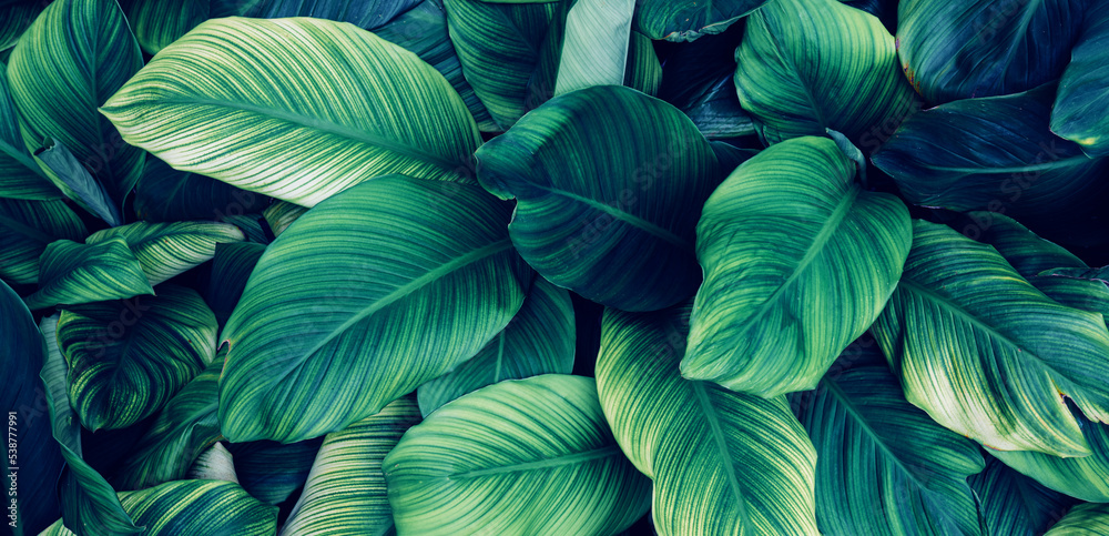 closeup nature view of green leaf and palms background. Flat lay, dark nature concept, tropical leaf