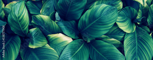 Full Frame of Green Leaves Pattern Background  Nature Lush Foliage Leaf Texture  tropical leaf