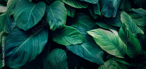 Full Frame of Green Leaves Pattern Background  Nature Lush Foliage Leaf Texture  tropical leaf