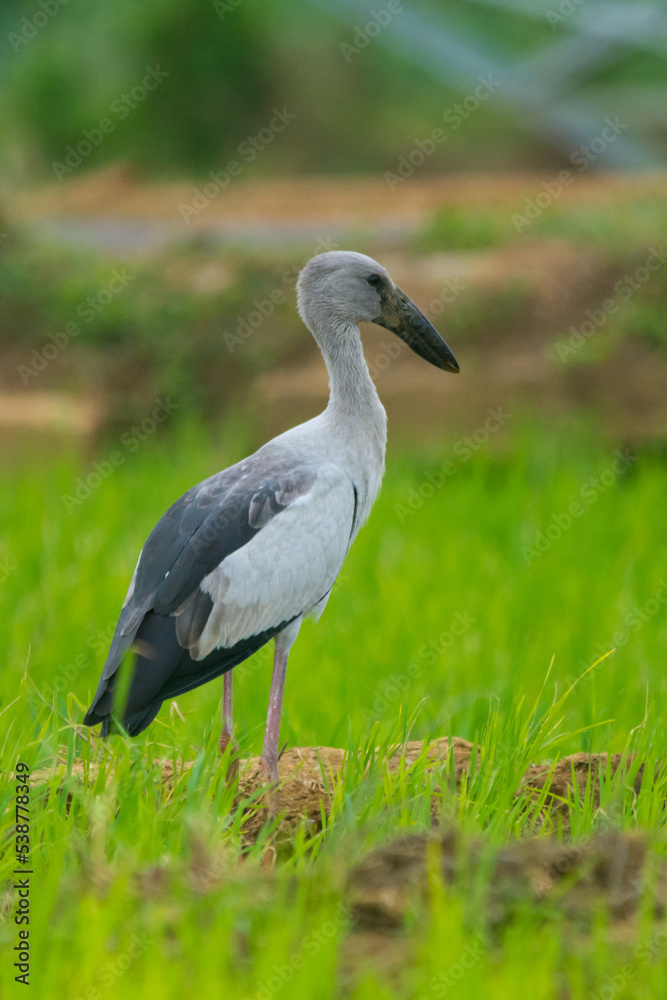 Fototapeta premium Asian openbills in paddy field