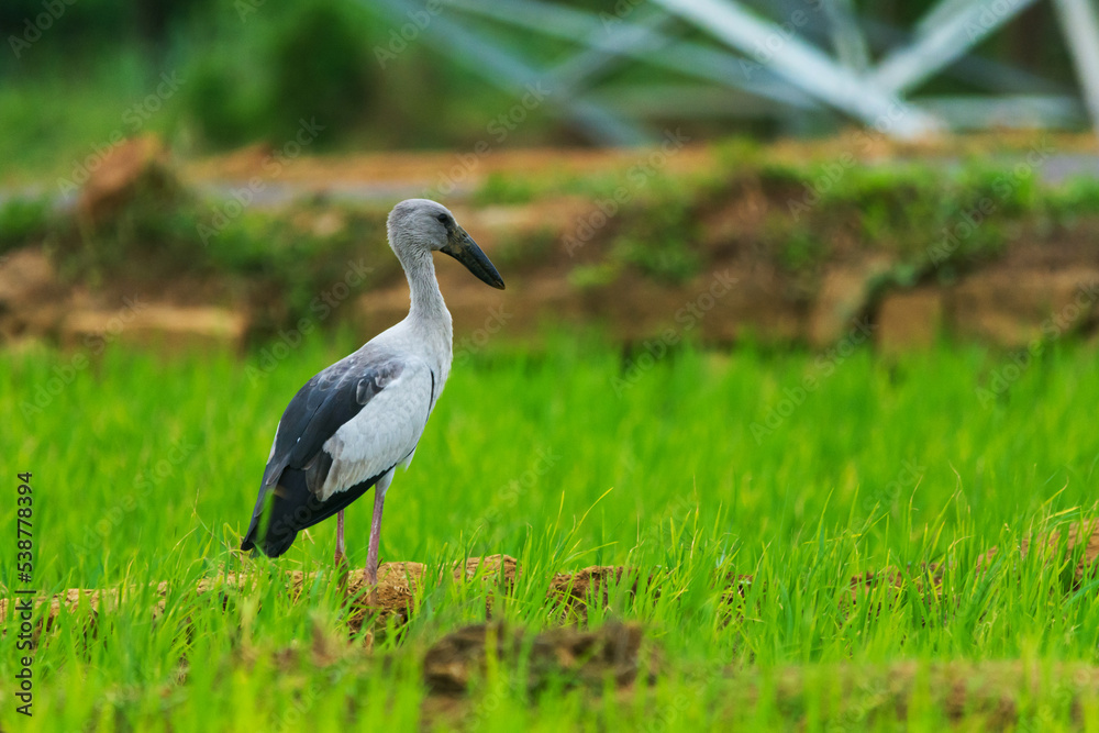 Fototapeta premium Asian openbills in paddy field