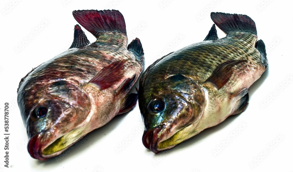 Fototapeta premium Tilapia on a white background, Oreochromis niloticus