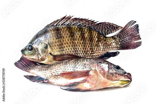 Freshwater fish tilapia on a white background, Oreochromis niloticus