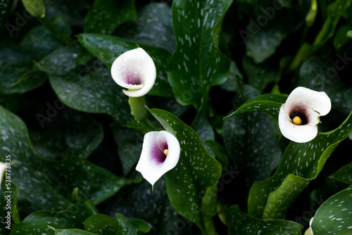 Beautiful calla leaves and flowers. White callas with a purple core.