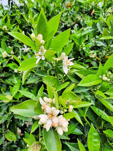 Orange tree in flower in spring with white flowers in bloom in New South Wales Australia