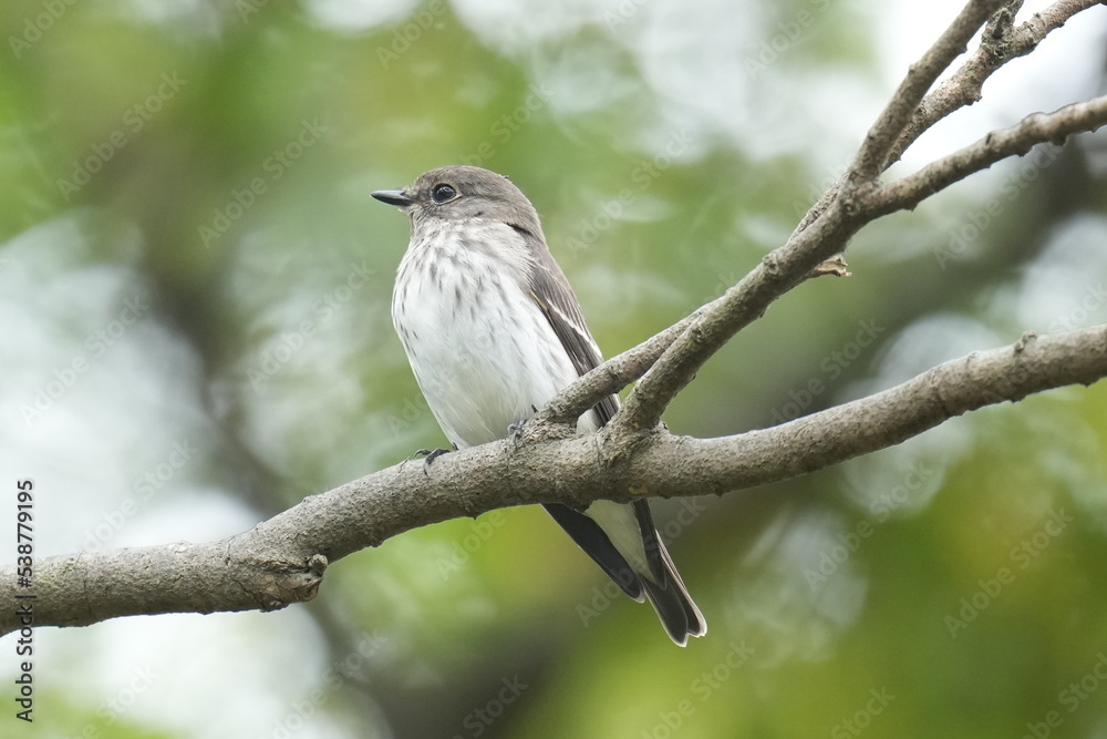 grey streaked flycatcher on a perch grey streaked flycatcher on a perch