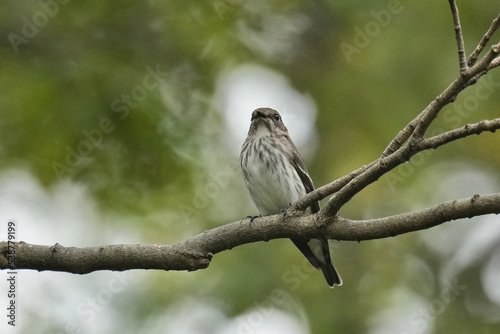 grey streaked flycatcher on a perch