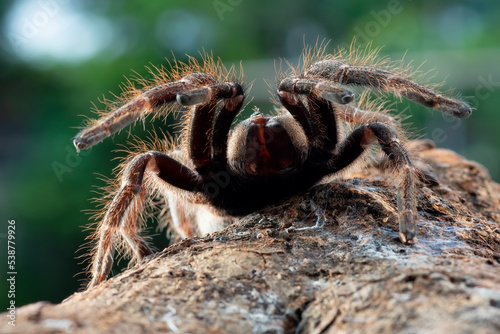 Tarantula spider ready to attack
