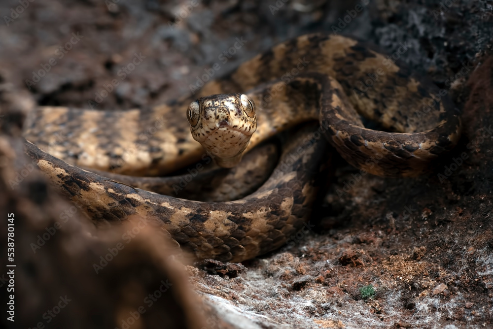 Keeled slug snake on a tree stomp Keeled slug snake on a tree stomp