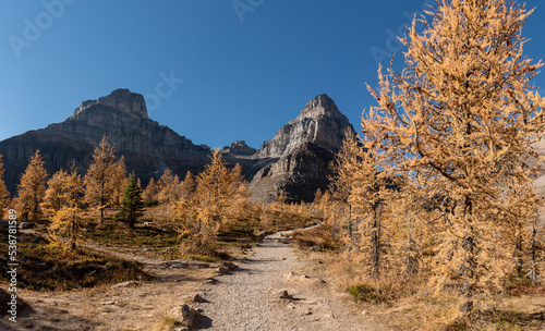 Larch Madness VI. 