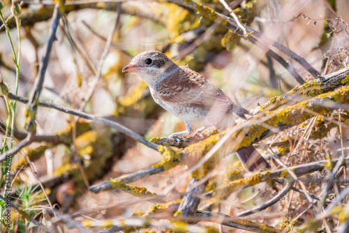 Juvenile Red-backed Shrike sitting on a tree branch.