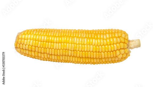 One golden ear of corn isolated