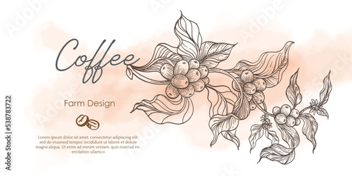 coffee label packaging of drawing and vector. coffee banner for promotion digital of coffee bean. poster coffee and sticker label