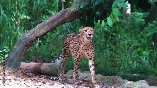 Big cat, asiatic cheetah, acinonyx jubatus venaticus walking and wondering around the environment, passing by another cheetah lying down on the ground, handheld motion following shot. photo