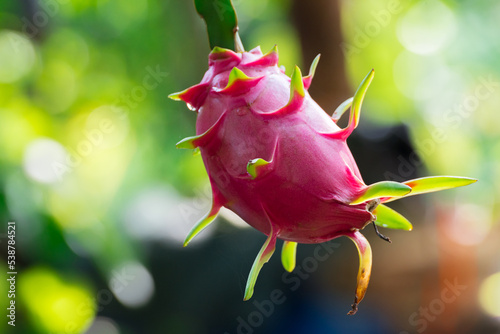 dragon fruit and dragon fruit tree. photo