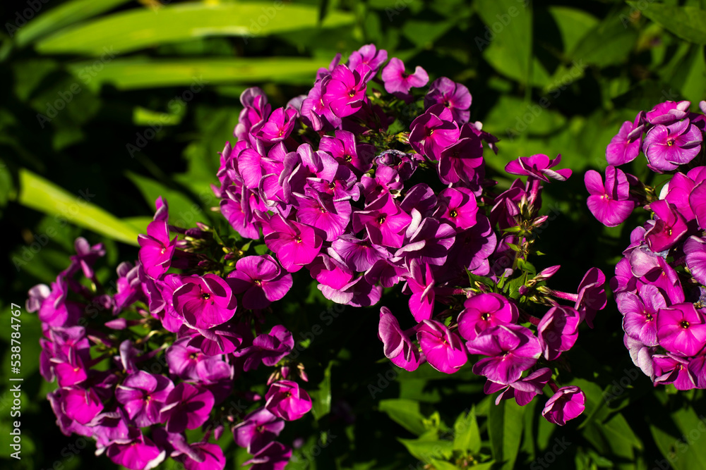 Flowers in garden. Summer flowers in flower bed. Details of nature. Flowers in garden. Summer flowers in flower bed. Details of nature.