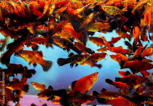 Goldfish in Aquarium Tank Against Blue Background