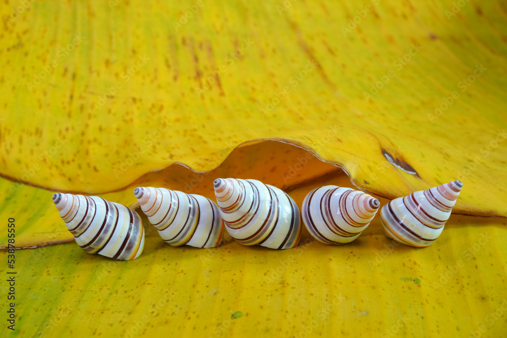 Candy cane snail (Liguus virgineus) is a species of treeliving snail native to the Caribbean