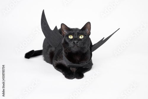 Fototapeta Naklejka Na Ścianę i Meble -  Black cat with bat wings in Halloween costume