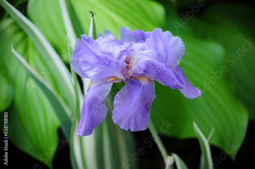 purple iris flower